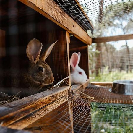 Casa Rural En El Campo Las Dalias ตอร์เดรา ภายนอก รูปภาพ