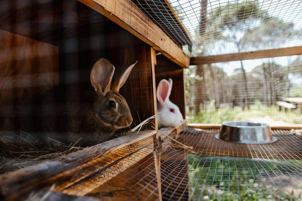 Casa Rural En El Campo Las Dalias ตอร์เดรา ภายนอก รูปภาพ